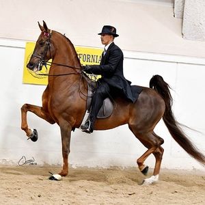 Meet your Posher, Luis